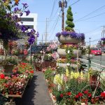 Plant Nursery